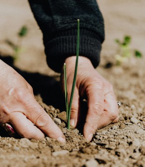 pexels-karolina-grabowska-4207909 1